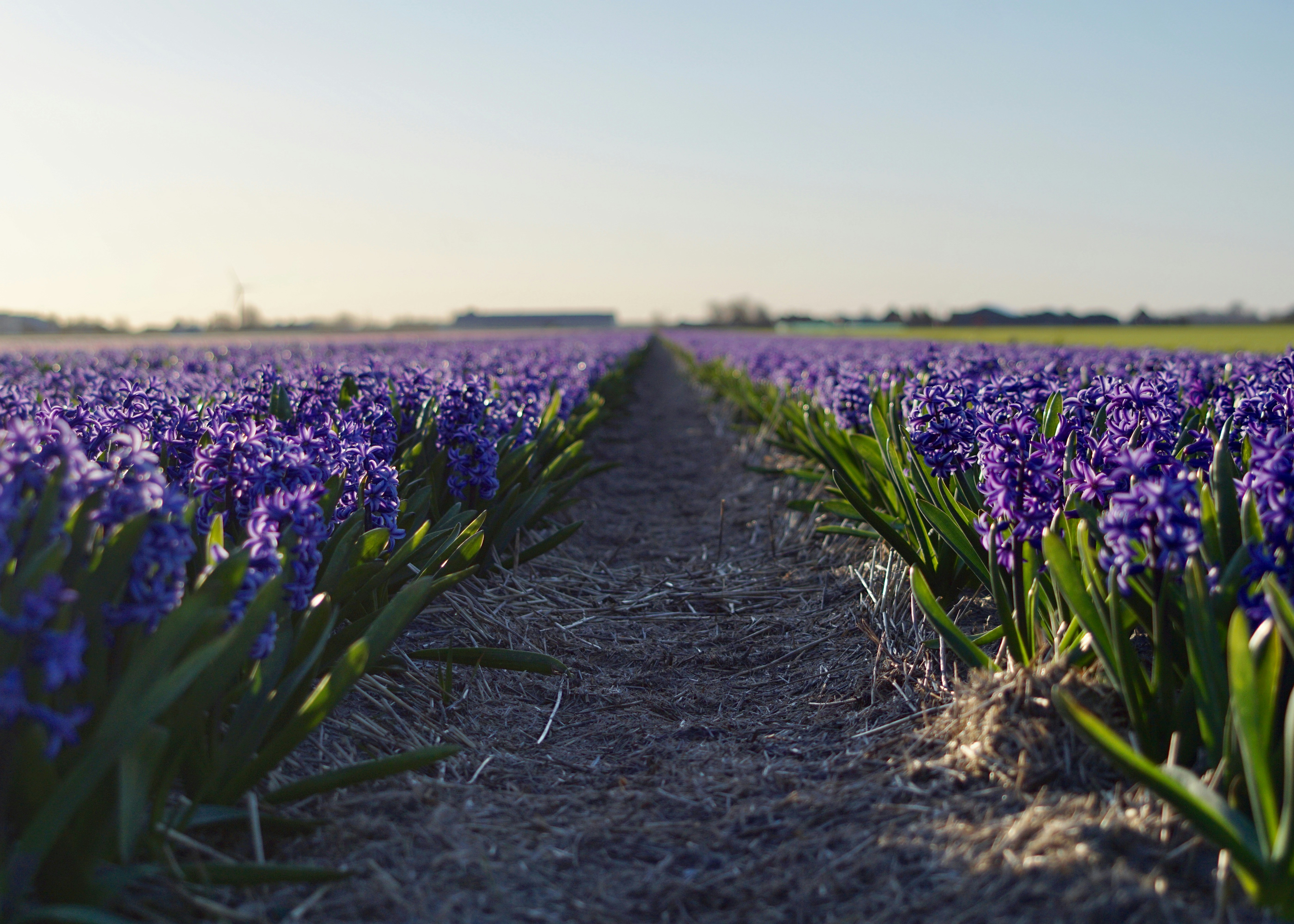 lavender flower field